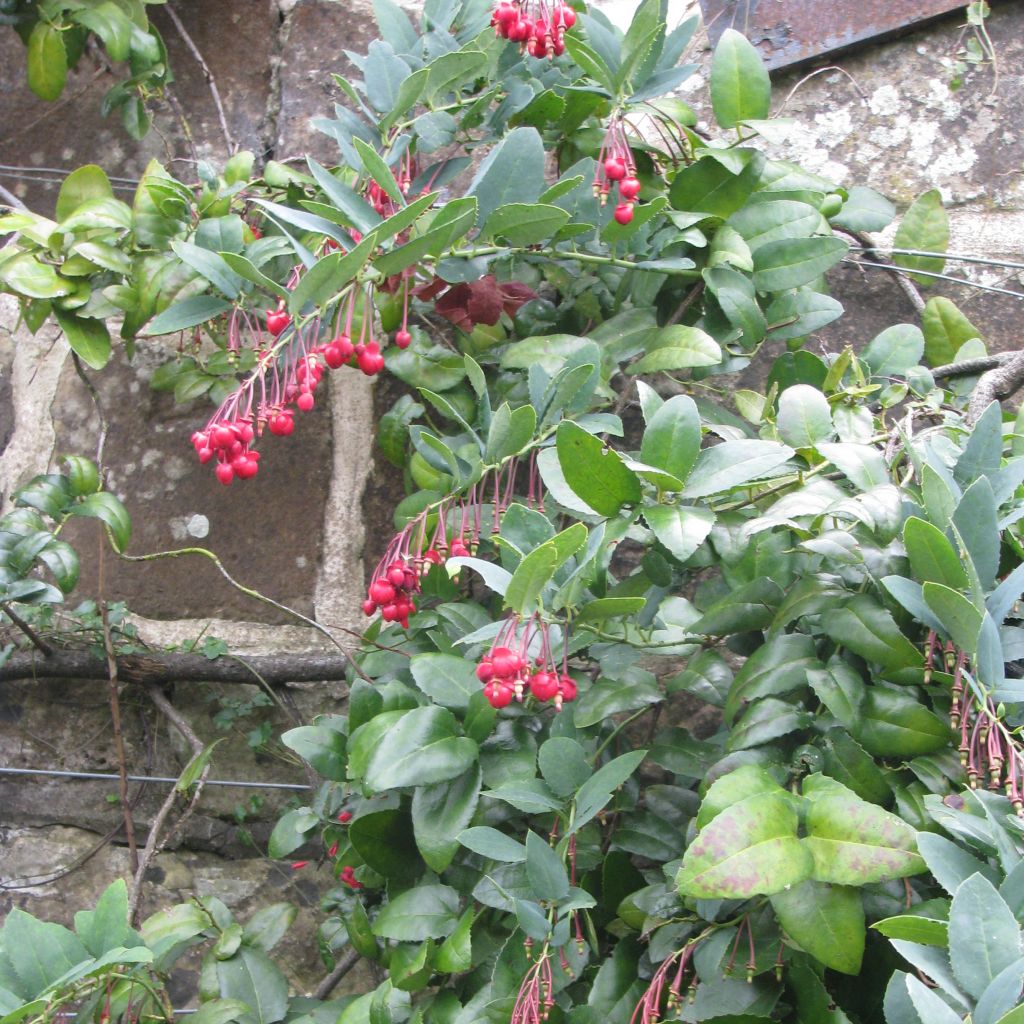 Berberidopsis corallina - Plante Corail