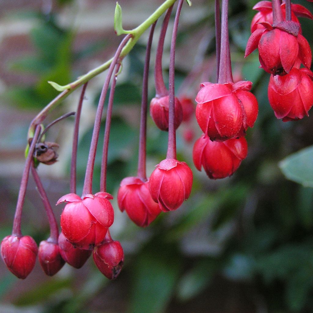 Berberidopsis corallina - Plante Corail