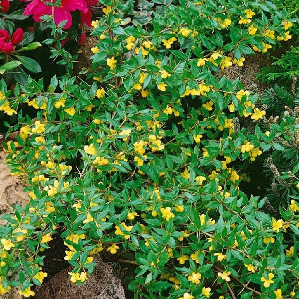 Berberis Chenaultii - Berberitze