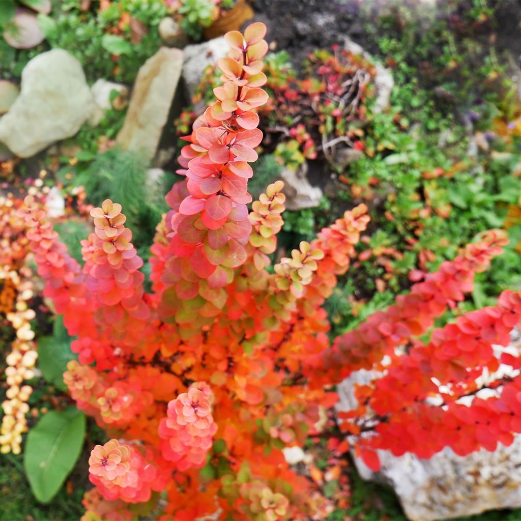 Berberis thunbergii Orange Ice