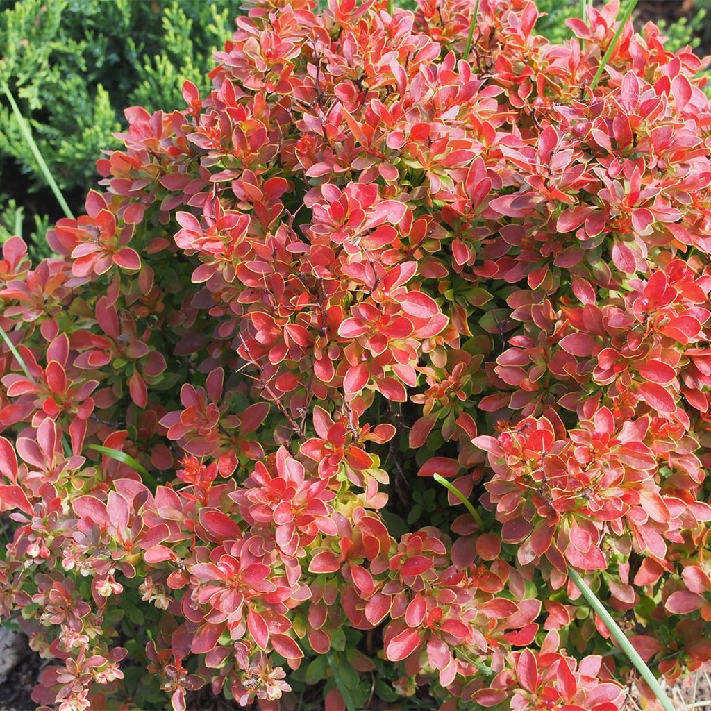 Berberis thunbergii Orange Ice