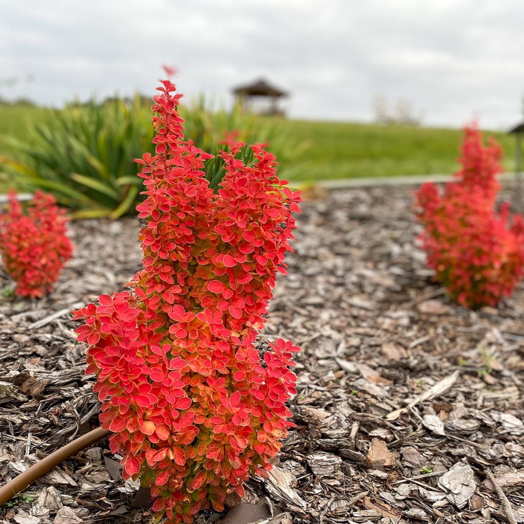 Berberis thunbergii Orange Ice