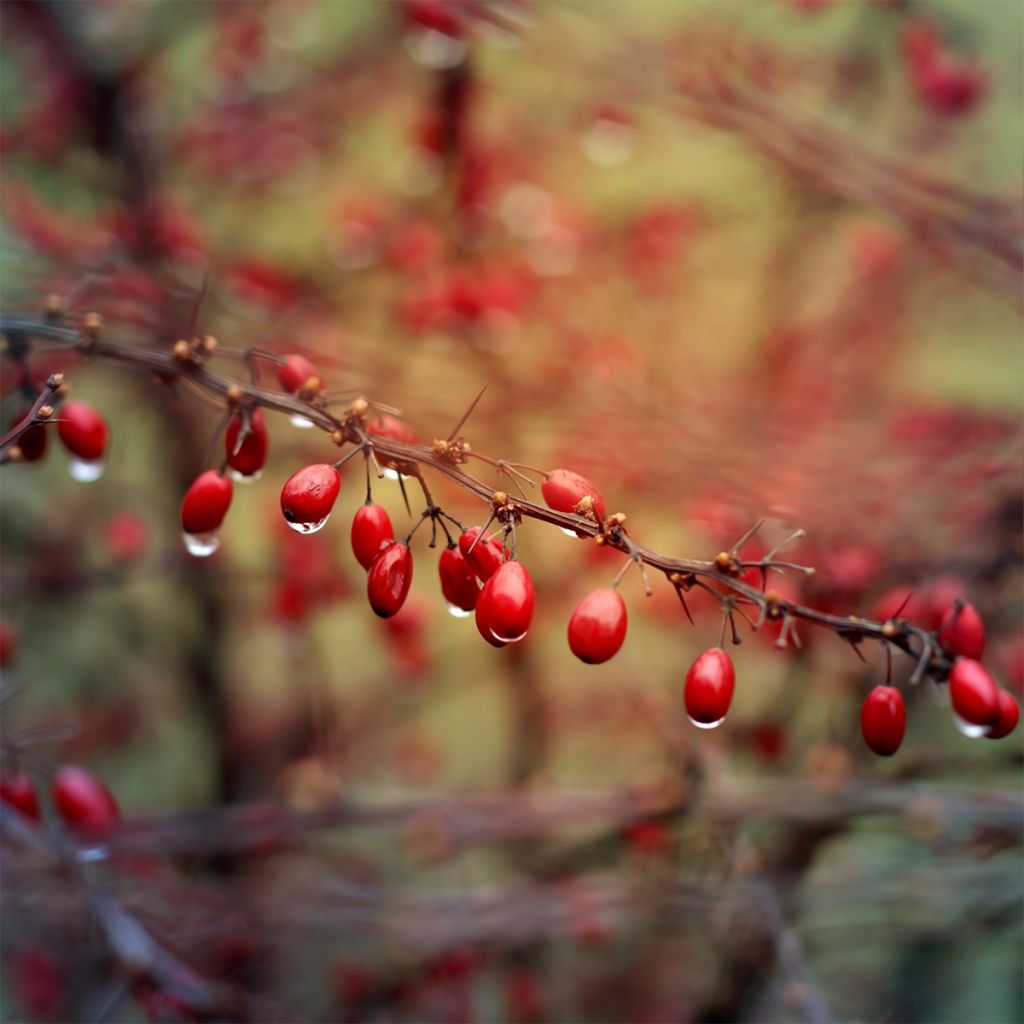 Berberis thunbergii Orange Ice