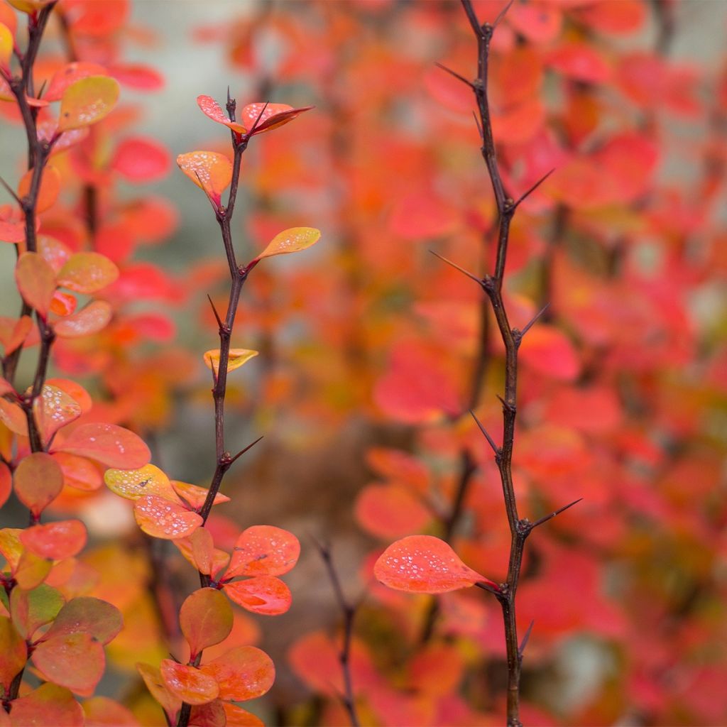 Berberis thunbergii Orange Ice