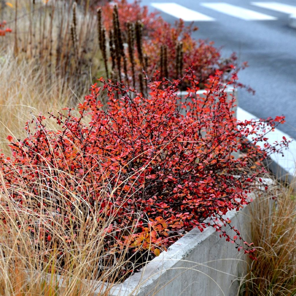 Berberis thunbergii Orange Ice