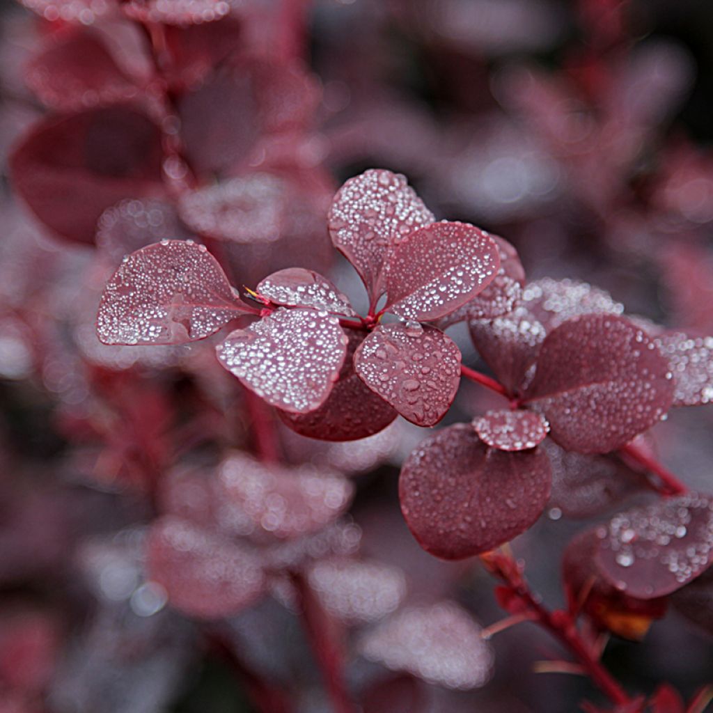 Berberis thunbergii Bagatelle