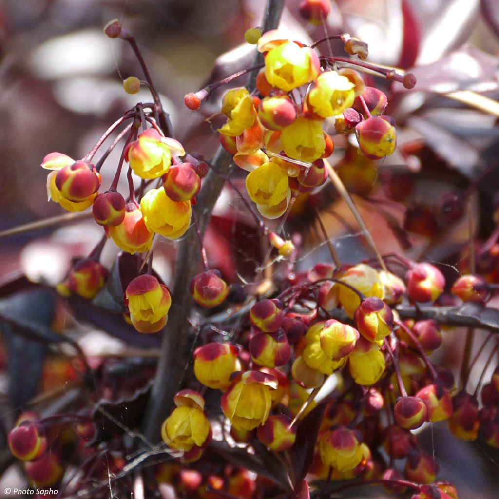 Berberis thunbergii Thunderbolt