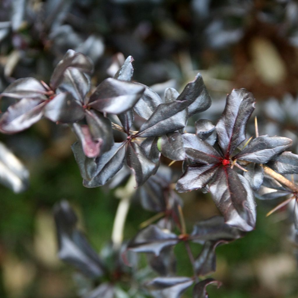 Berberis thunbergii Thunderbolt