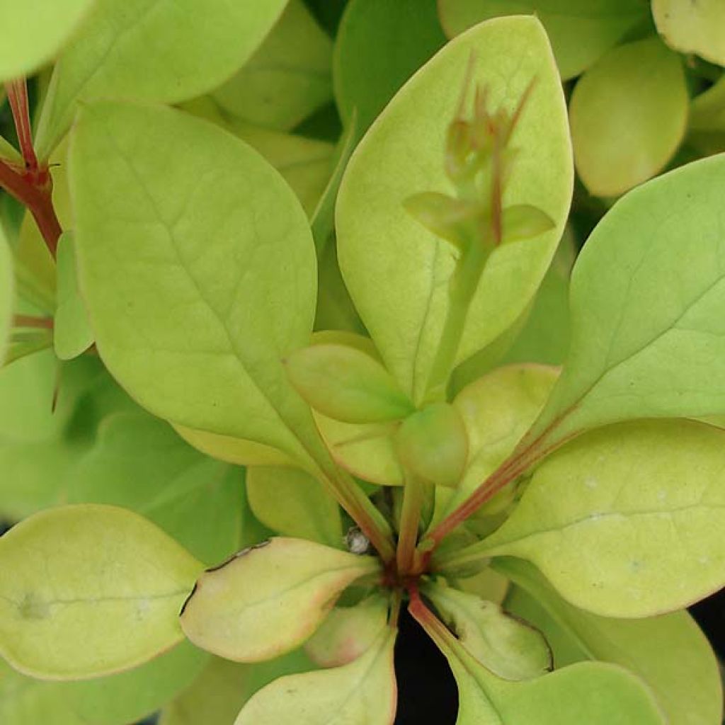 Berberis Thunbergii Thiny Gold