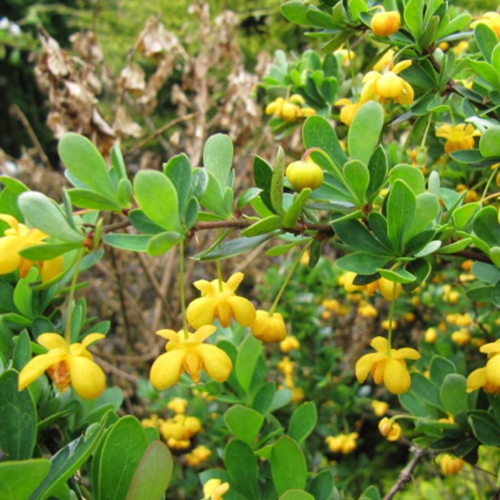 Berberis buxifolia Nana - Buchsblättrige Berberitze