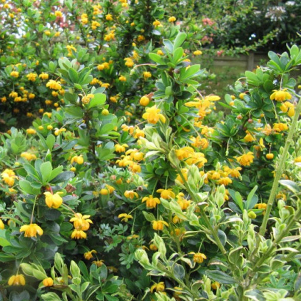 Berberis buxifolia Nana - Buchsblättrige Berberitze