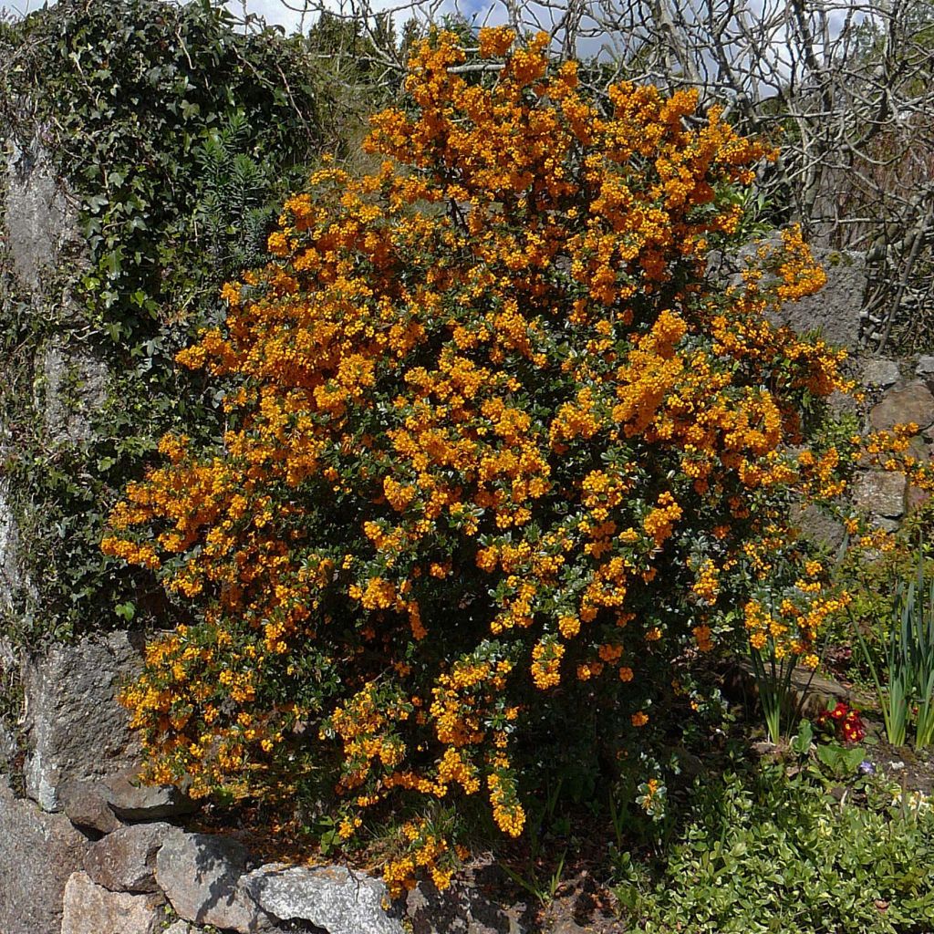 Berberis darwinii - Darwins Berberitze