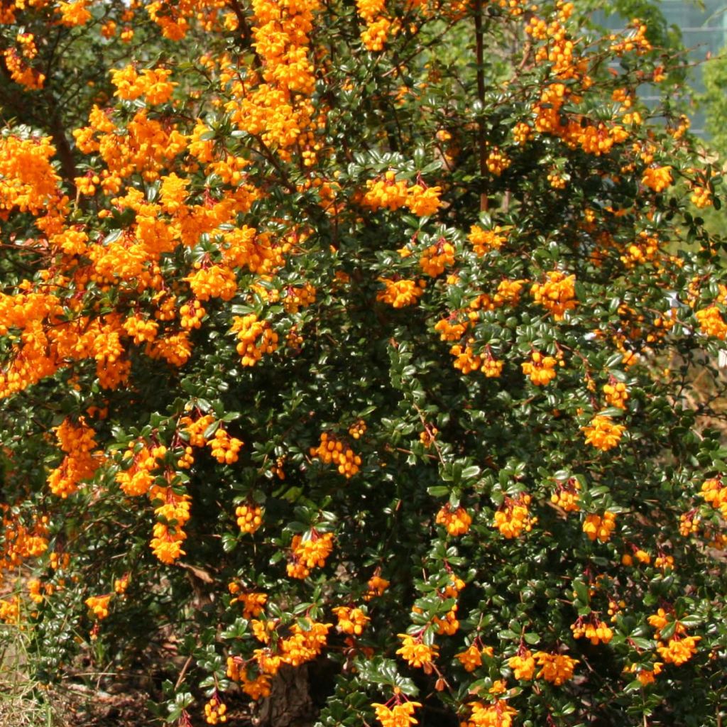 Berberis darwinii - Epine-vinette de Darwin.