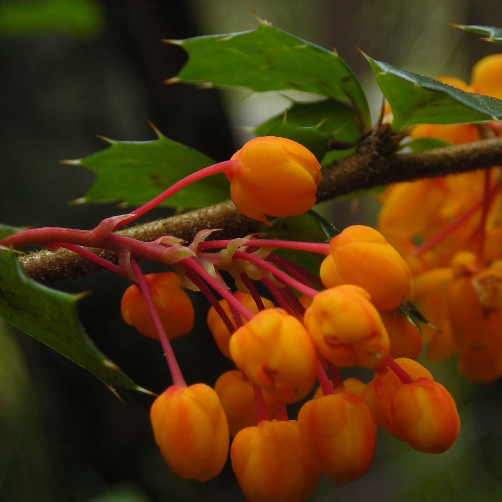 Berberis darwinii - Darwins Berberitze