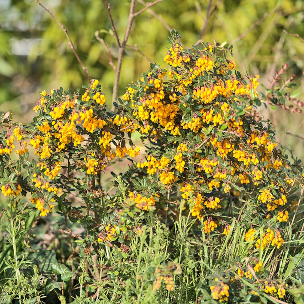 Berberis darwinii Compacta - Darwins Berberitze