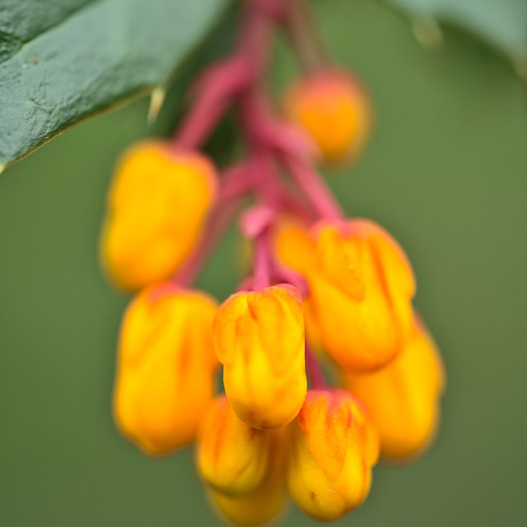 Berberis darwinii Compacta - Darwins Berberitze