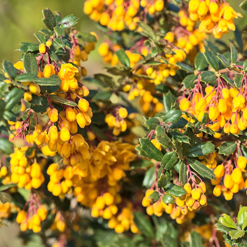 Berberis darwinii Compacta - Darwins Berberitze