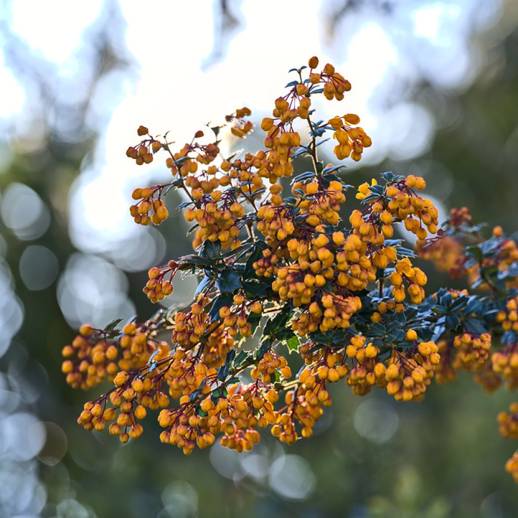 Berberis darwinii Compacta - Darwins Berberitze