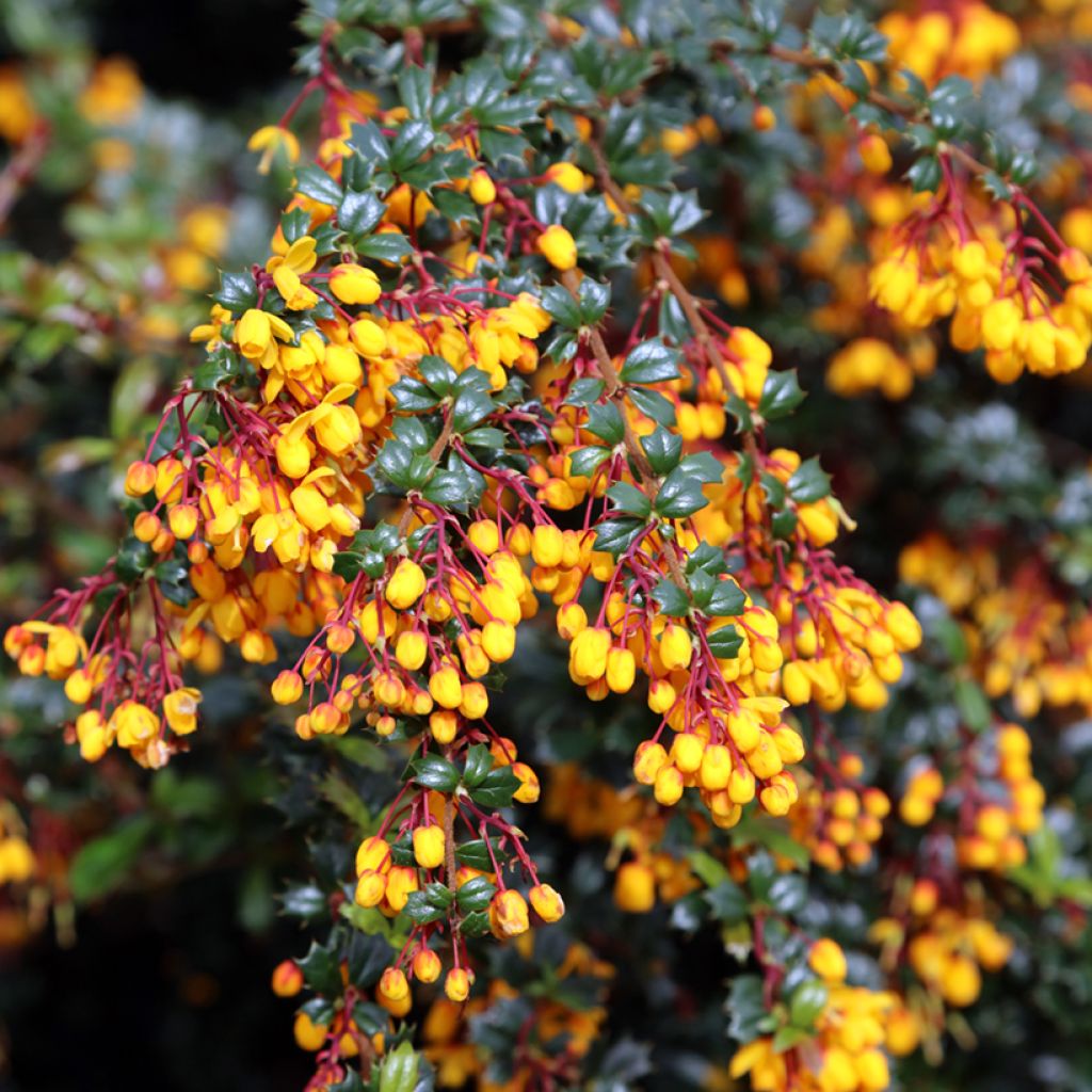 Berberis darwinii - Darwins Berberitze