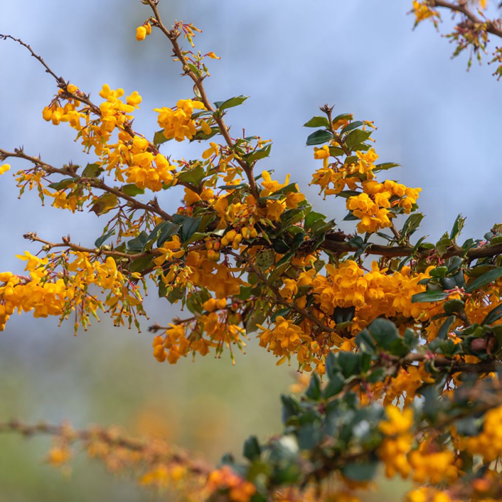 Berberis darwinii - Darwins Berberitze