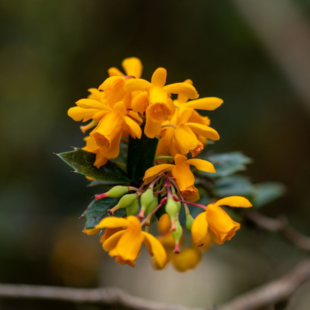 Berberis darwinii - Darwins Berberitze