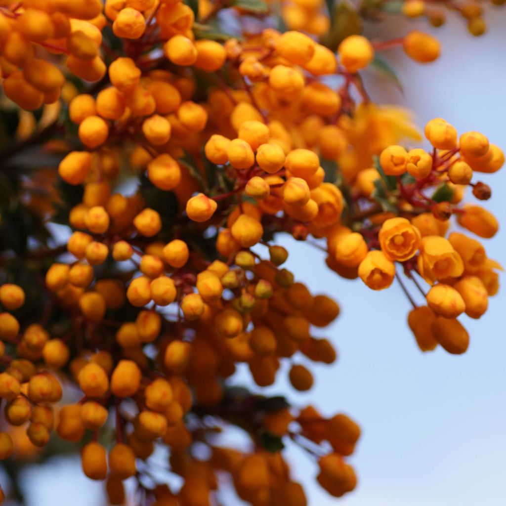 Berberis darwinii Compacta - Darwins Berberitze