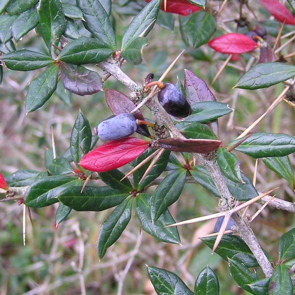 Berberis frikartii Amstelveen - Epine-vinette de Frikart.