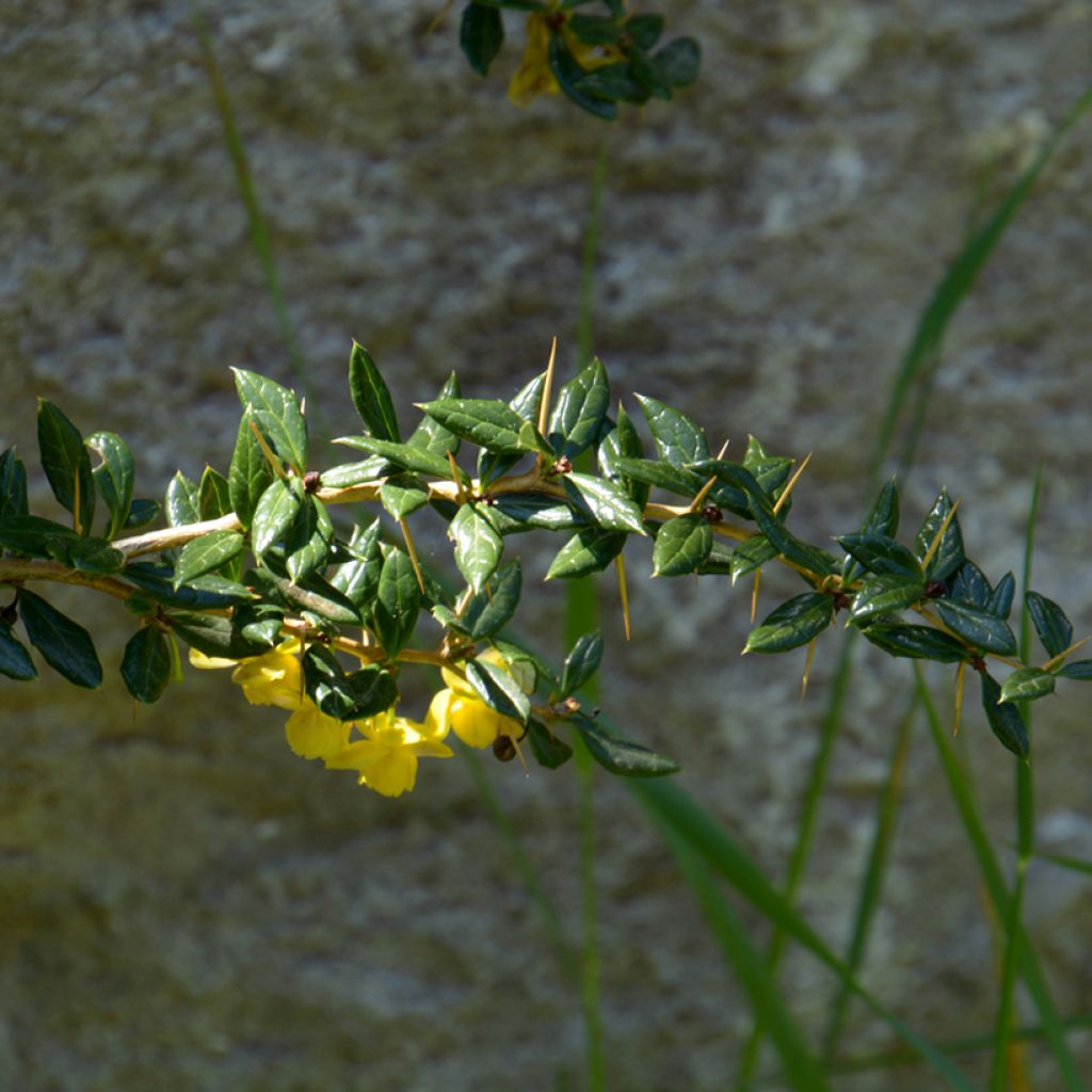 Berberis frikartii Amstelveen - Berberitze