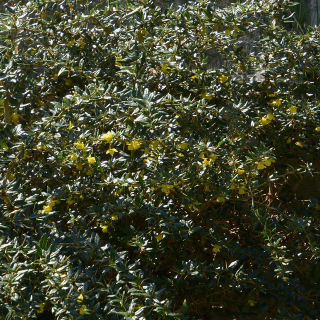 Berberis frikartii Amstelveen - Berberitze