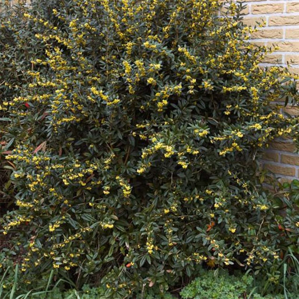 Berberis julianae - Julianes Berberitze