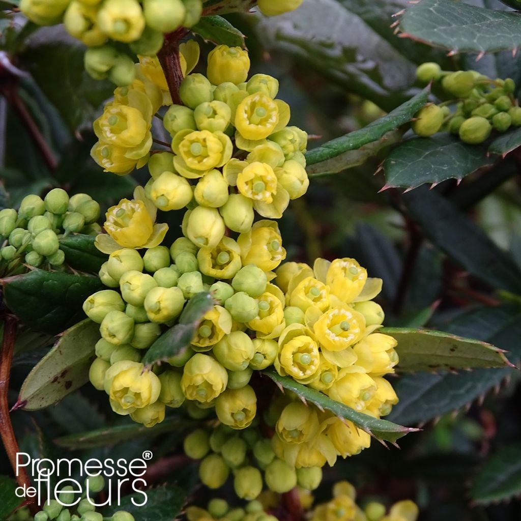 Berberis julianae - Julianes Berberitze