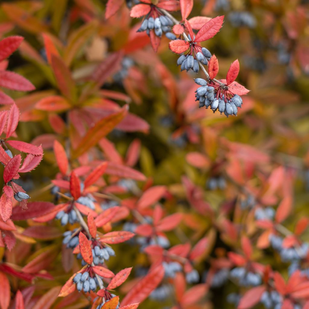 Berberis julianae - Julianes Berberitze