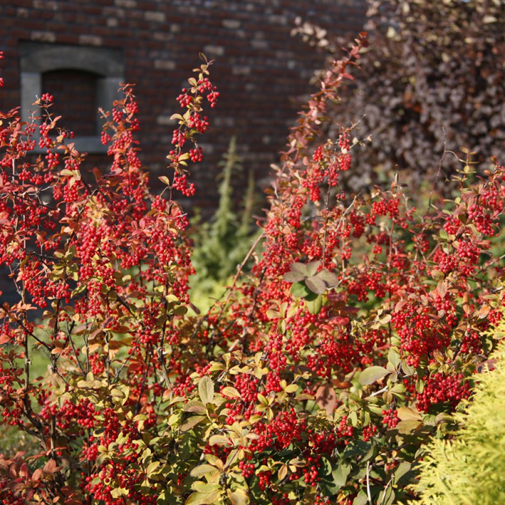 Berberis koreana - Koreanische Berberitze