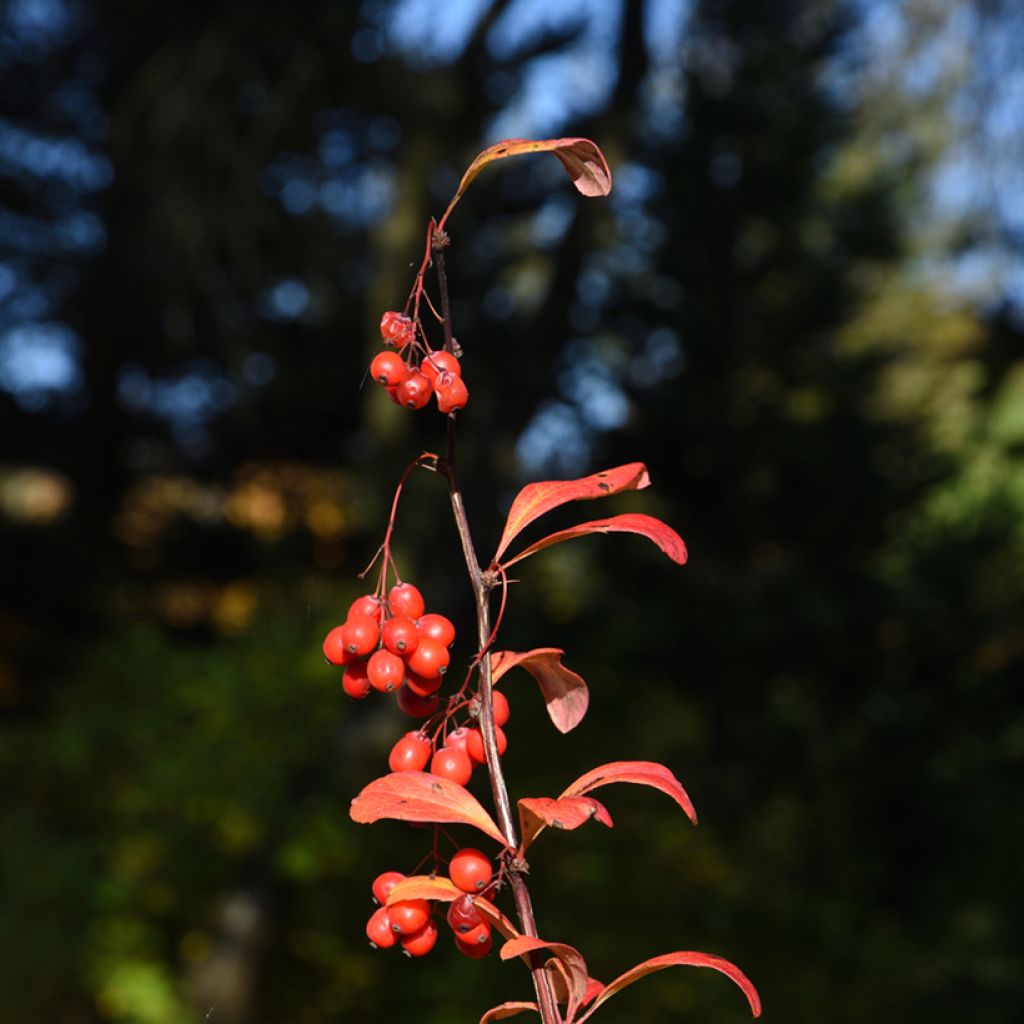 Berberis koreana - Koreanische Berberitze