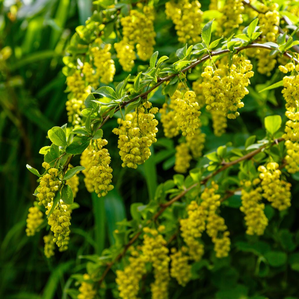 Berberis koreana - Koreanische Berberitze