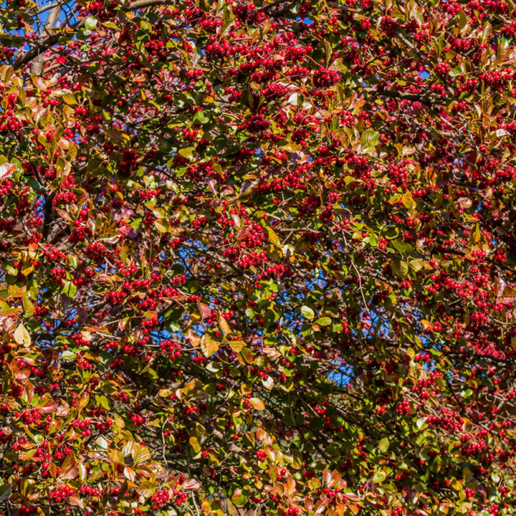 Berberis koreana - Koreanische Berberitze