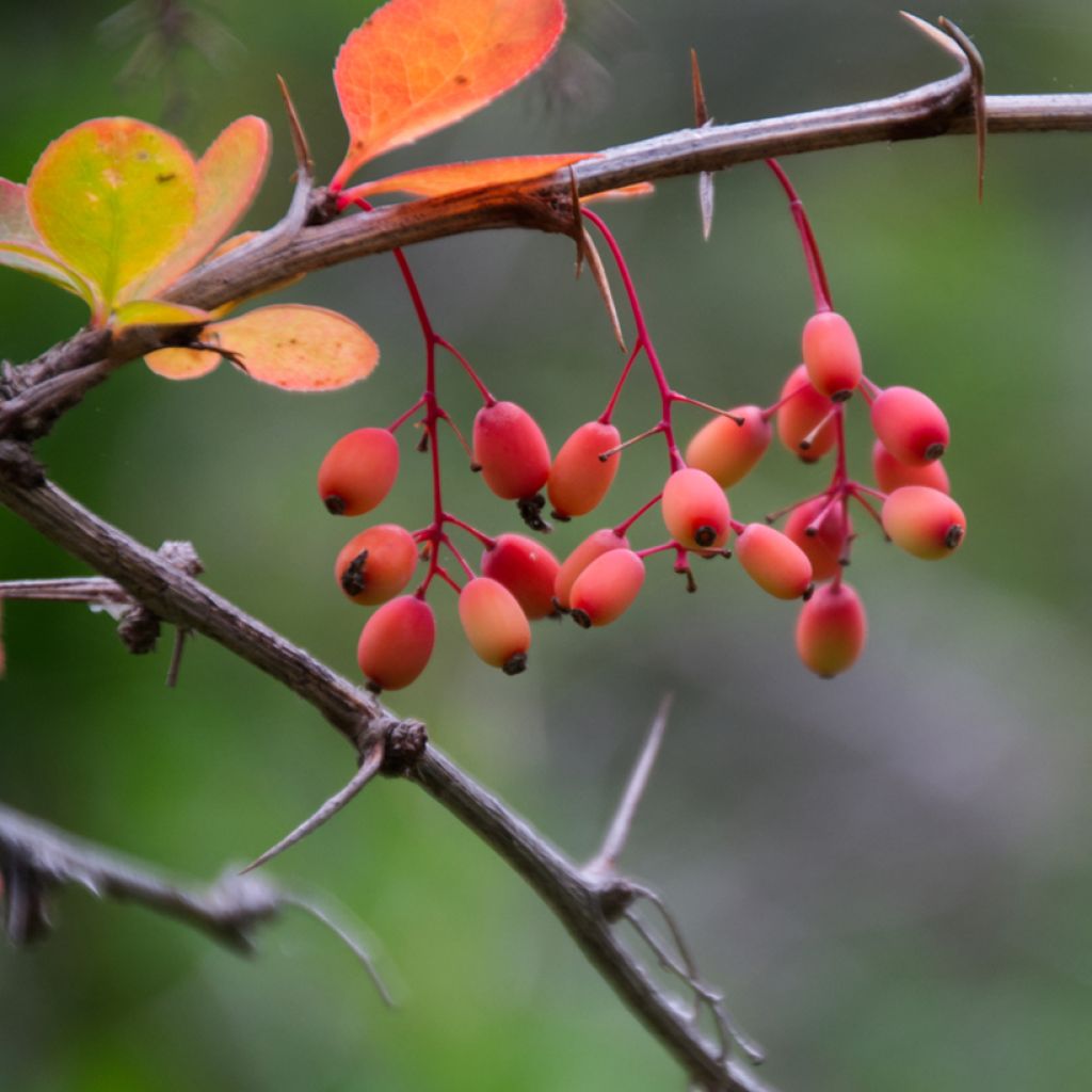 Berberis koreana - Koreanische Berberitze