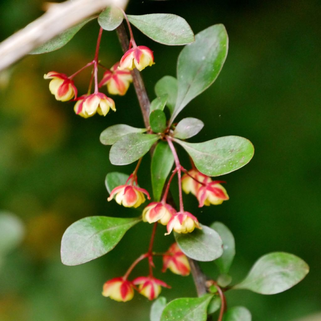 Berberis koreana - Koreanische Berberitze