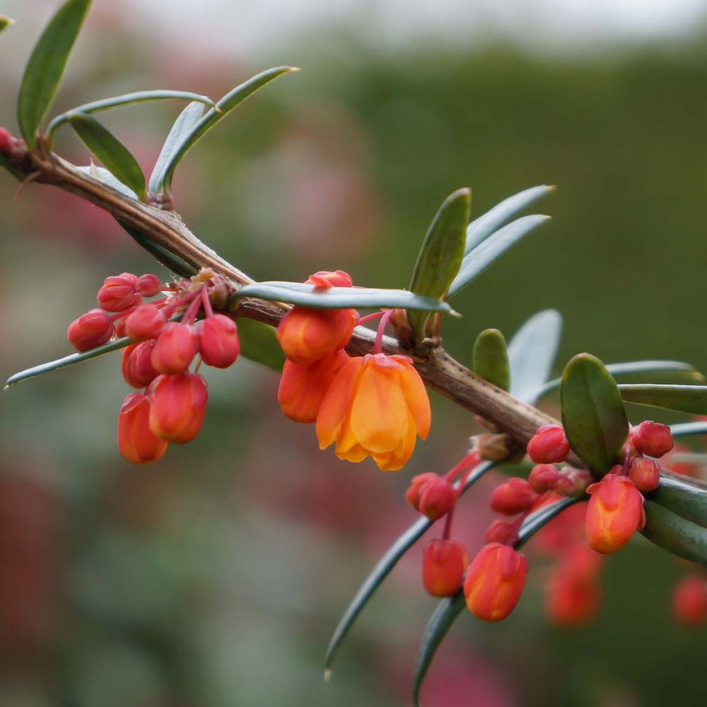 Berberis linearifolia Orange King - Berberitze