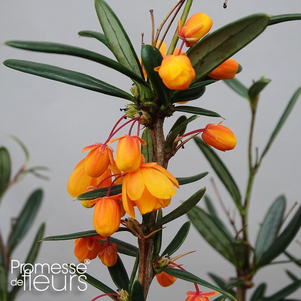 Berberis linearifolia Orange King - Berberitze