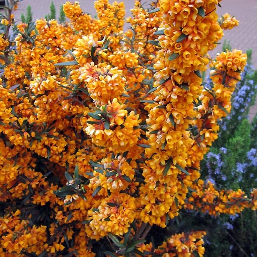 Berberis linearifolia Orange King - Berberitze