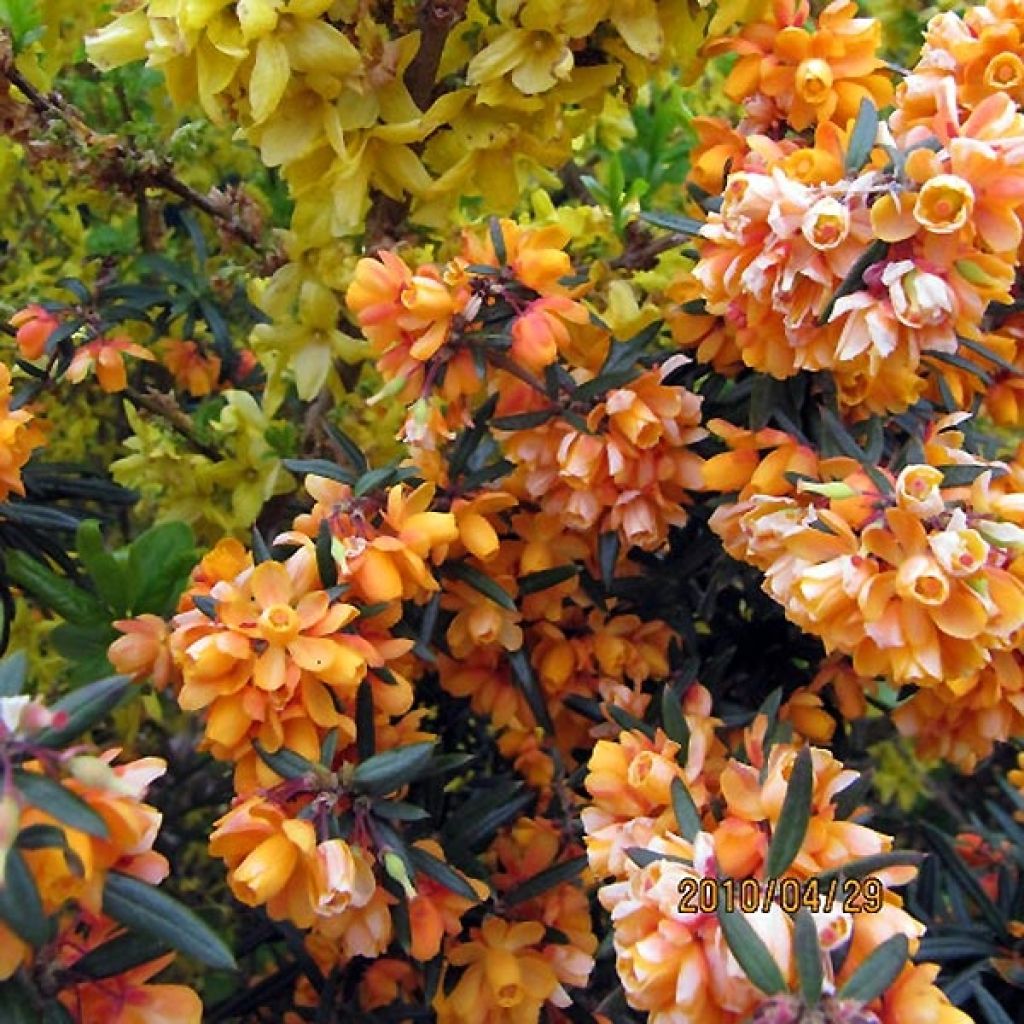 Berberis linearifolia Orange King - Berberitze