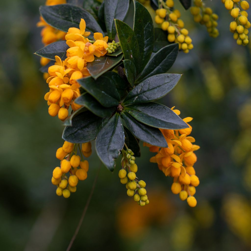 Berberis linearifolia Orange King - Berberitze