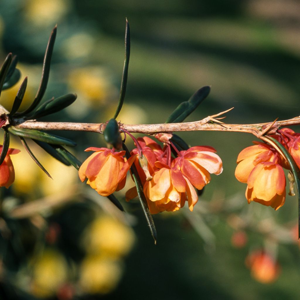 Berberis linearifolia Orange King - Berberitze