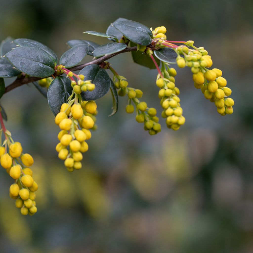 Berberis linearifolia Orange King - Berberitze