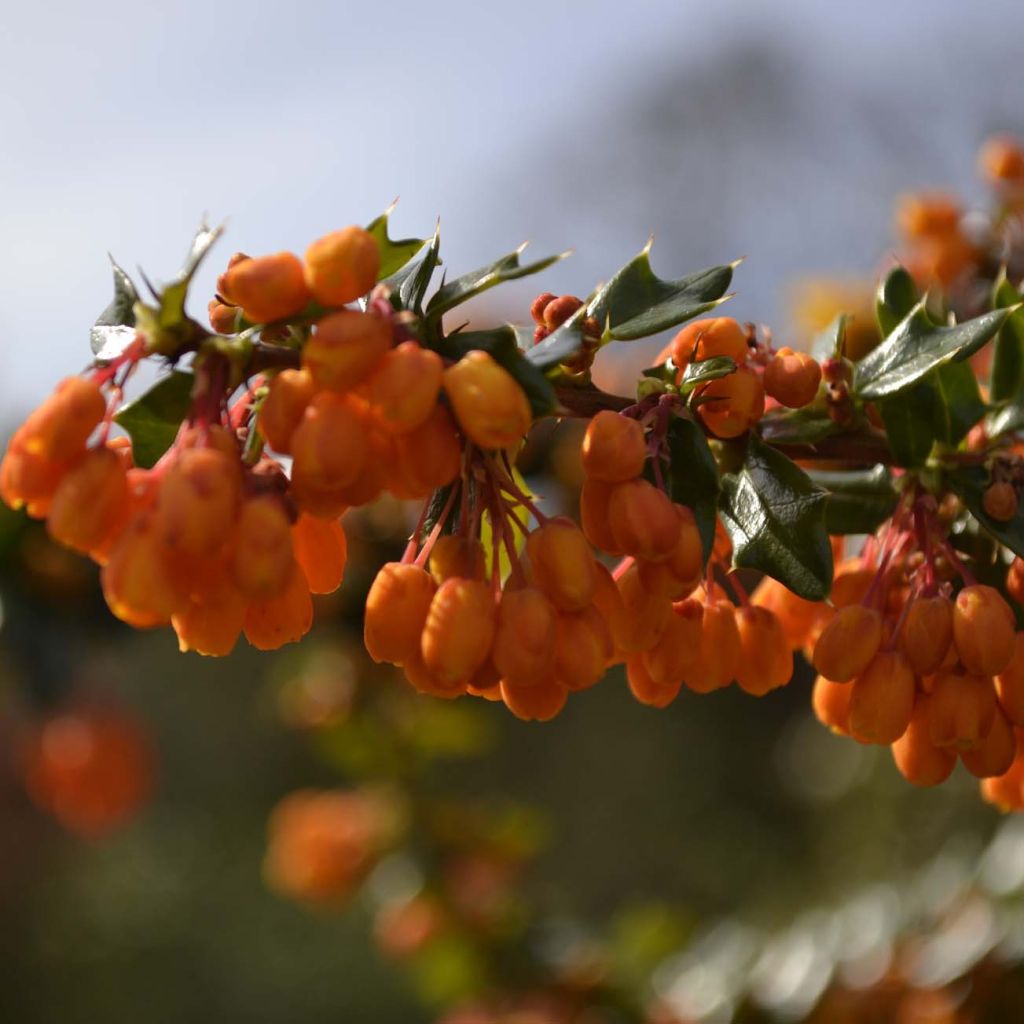 Berberis lologensis Apricot Queen - Berberitze