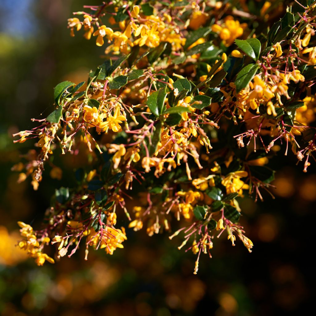 Berberis lologensis Apricot Queen - Berberitze