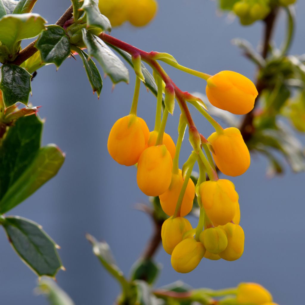 Berberis lologensis Apricot Queen - Berberitze