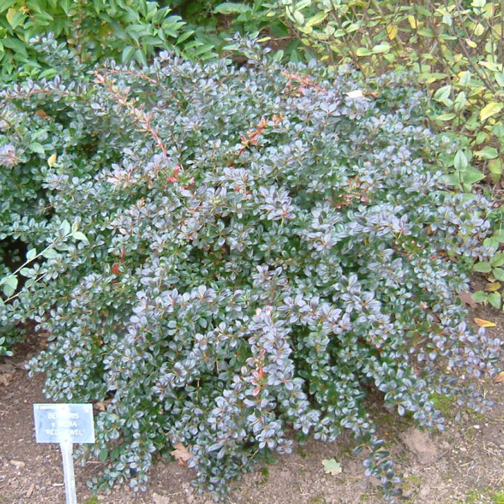 Berberis media Red Jewel - Berberitze