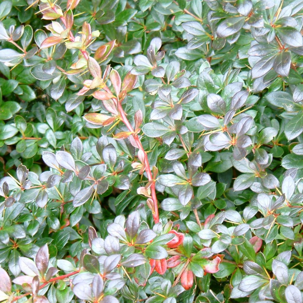 Berberis media Red Jewel - Epine-vinette